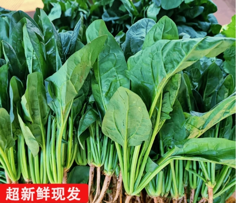 新鲜菠菜时令蔬菜农家自种火锅配菜露天种植青菜现摘现发